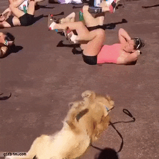 once-upon-a-time-there-was-agirl: wolfie-1: What a pup leading a class like this. OMFG… I just awwwwwwwwwwwwed all over myself… 