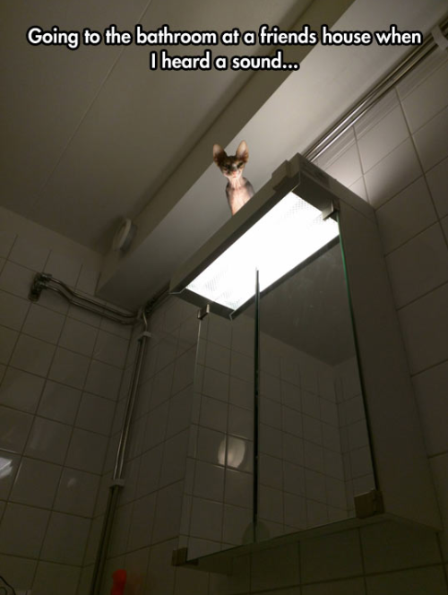 scrptrx: rasec-wizzlbang: #the toilet goblin reblog Toilet Goblin for good toilet luck