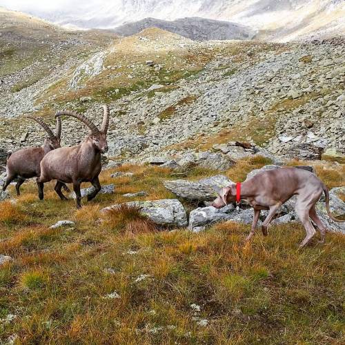 Incontri ravvicinati ad alta quota #echo #stambecchi #rendezvous #steinbock #alpineibex #bouquetin #