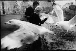 Picnic With Seagulls, C1950S, Leonard Freed