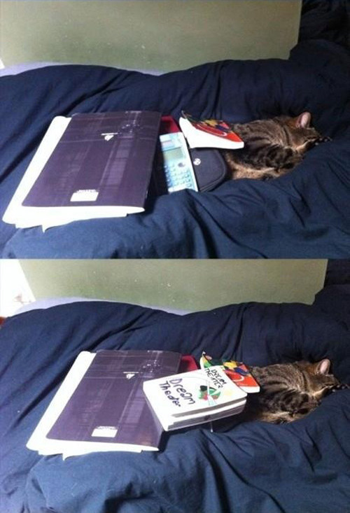 jaidefinichon:  Gatos qls les importa una mierda todo
