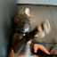 yukio-huffhuff1