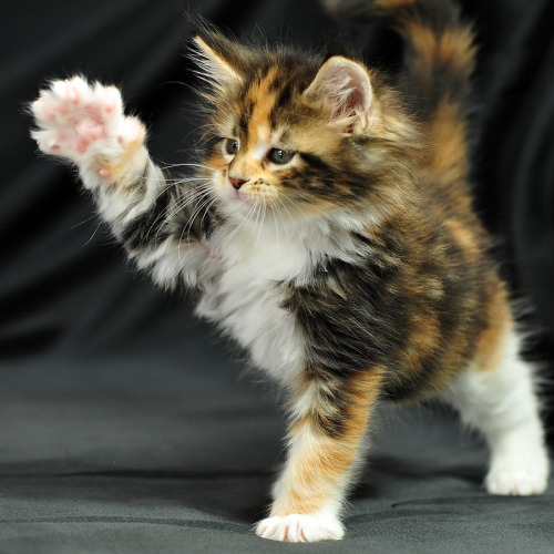 theotheralicetumbles:naamahdarling:seananmcguire:magical-meow:Irina Shvayakova ~ This Maine Coon cut