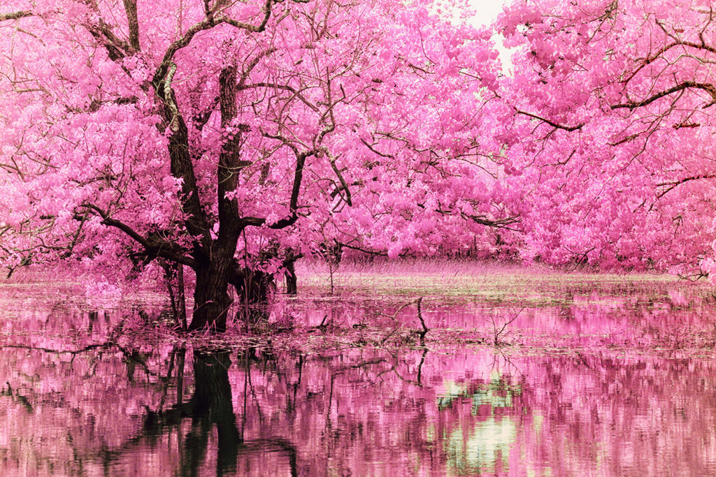 llbwwb:  Spring by Helios-spada. 