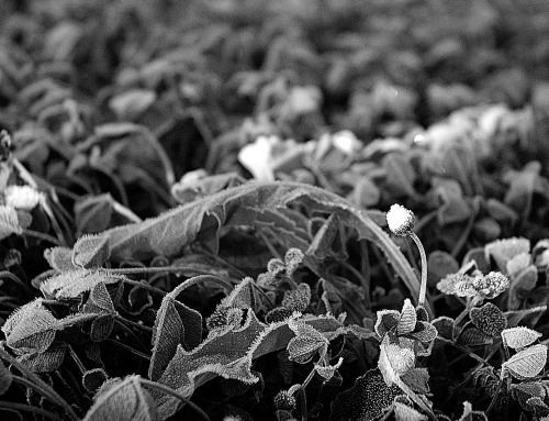 macro bw