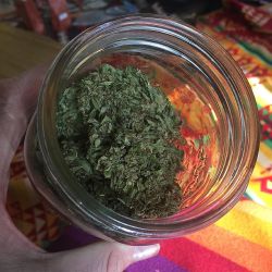 weedporndaily:  Smell this….!!! by @joagreenhouse