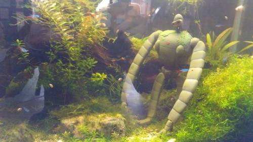 It rained a lot last night #rain #water #fish #laputa #castleinthesky #ghibli #aquarium #green #natu