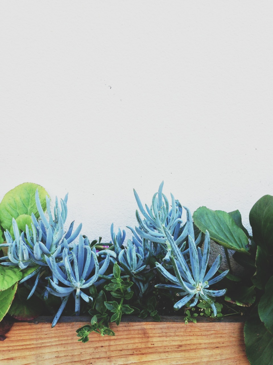 nazhamid:  Succulent 