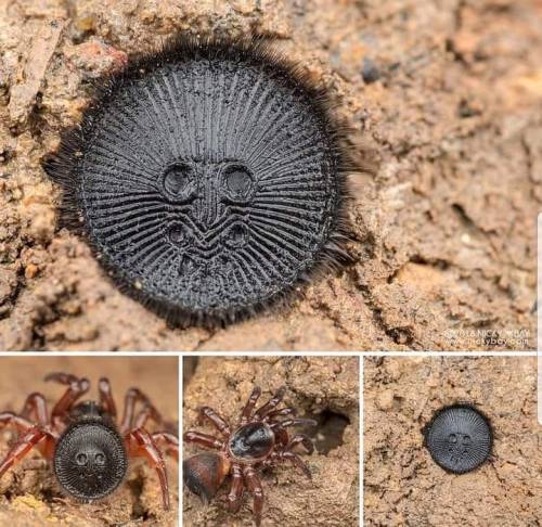 legendary-scholar:  Also known as The Chinese Hourglass Spider, cyclocosmia latusicosta, are a type of trapdoor spider. They are ambush predators that patiently wait for their unaware victim to scurry past their lair before they strike and eat them as