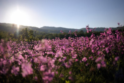 floralls:    magical fields (Radan Mountain, Serbia) by  Sunsword &amp; Moonsabre  