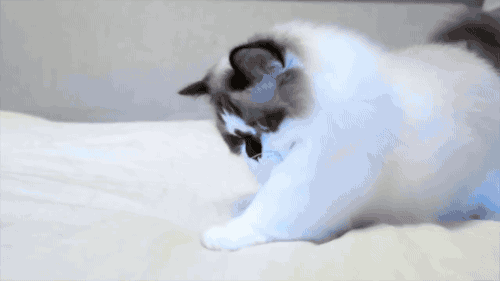 tastefullyoffensive:Video: The Adorable Antics of Albert the Munchkin Cat