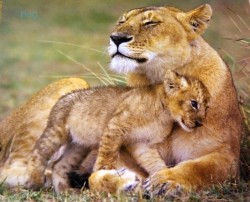 phototoartguy:  “Hug from Mom” at ViewBug.Photo