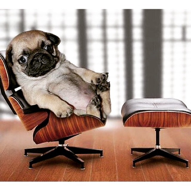 ilovepugs4ever:  Follow Dog Quotes.