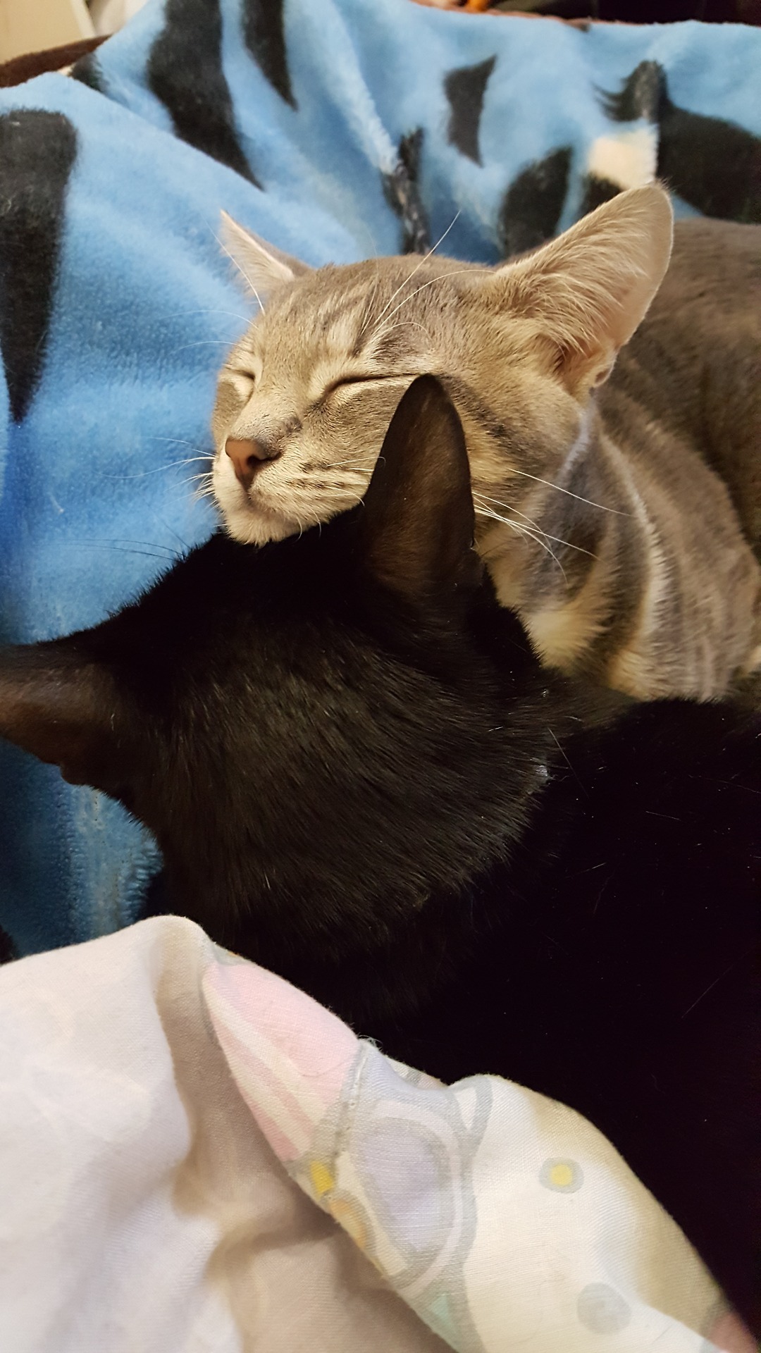 CATANIST