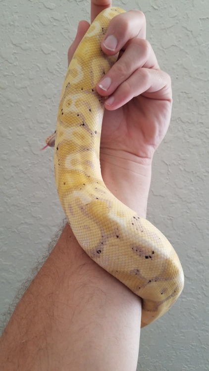 thesnootthatslithers:My beloved spotted son fresh outta shed ♡