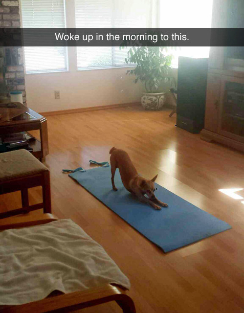 tastefullyoffensive:  [dc1-3]   Downward dog.