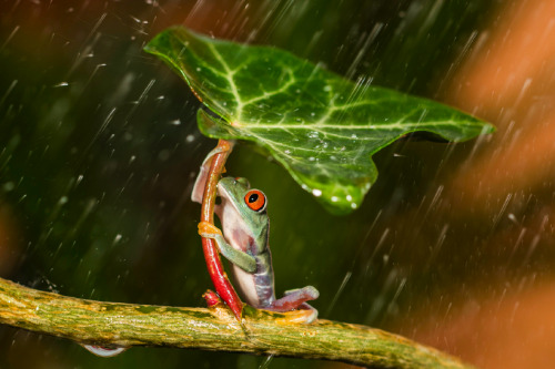 shelter from the storm. photos by kutub uddin (more frog pics)