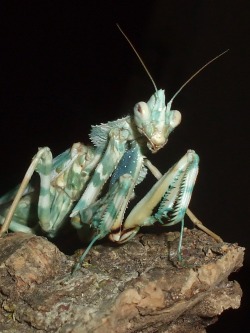 mantidsonly:  Blepharopsis mendica