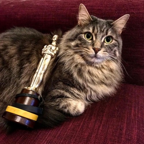 And the Oscar goes to…HAKU!#haku #spiritedaway #lacittaincantata #catoftheday #cats_of_instag
