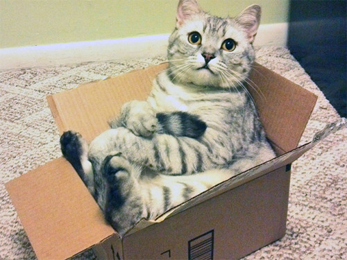 tastefullyoffensive:  Cats Sitting Like Humans [x]Previously: Cats Wearing Animal Hats