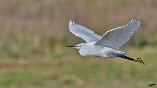 Little Egret - Garça-branca-pequena (Egretta garzetta)Vila Franca de Xira/Portugal (5/05/2022