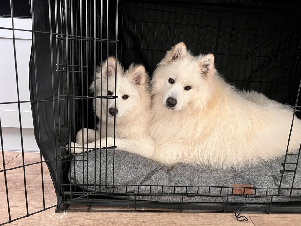 Meet Lumi (F, 7 months old) and Beau (M, 2 years old)