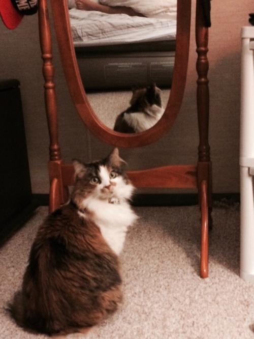 rihannoyed:caught my cat looking at herself in the mirror
