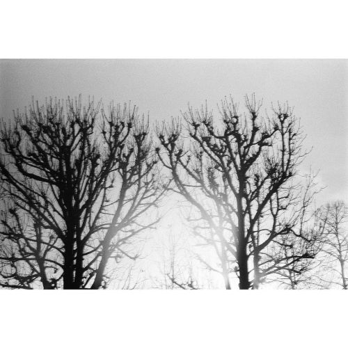 Novembre #bnw #bnwphotography #analogphotography #analog #filmphotography #35mm #ishootfilm #istills