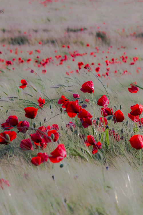 tulipnight:  Amapolas by Marco A. Bustos
