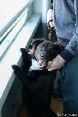 lizzidoll:  enscenic:  swipurr:  Chance is always smiling. - reblogged via swipurr.com  Reblogging for certain people…  PUPPY!! 