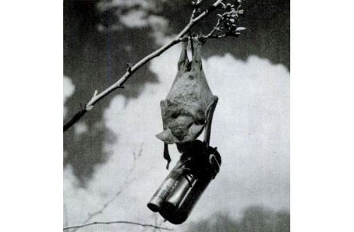 peashooter85:The Bat Bombs of World War IIDuring World War II Japanese cities were especially vulner