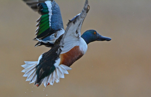 Northern Shoveler (Spatula clypeata) &gt;&gt;by Fred Holley (1, 2)