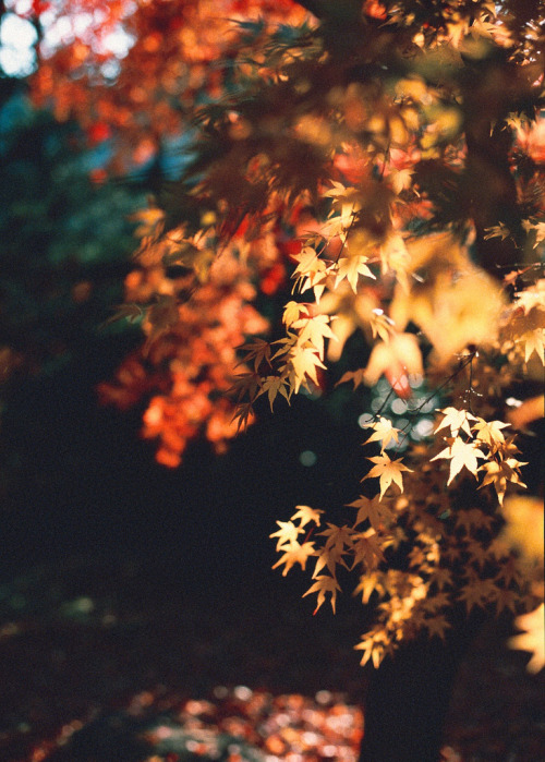 brutalgeneration:  (by Hambello)