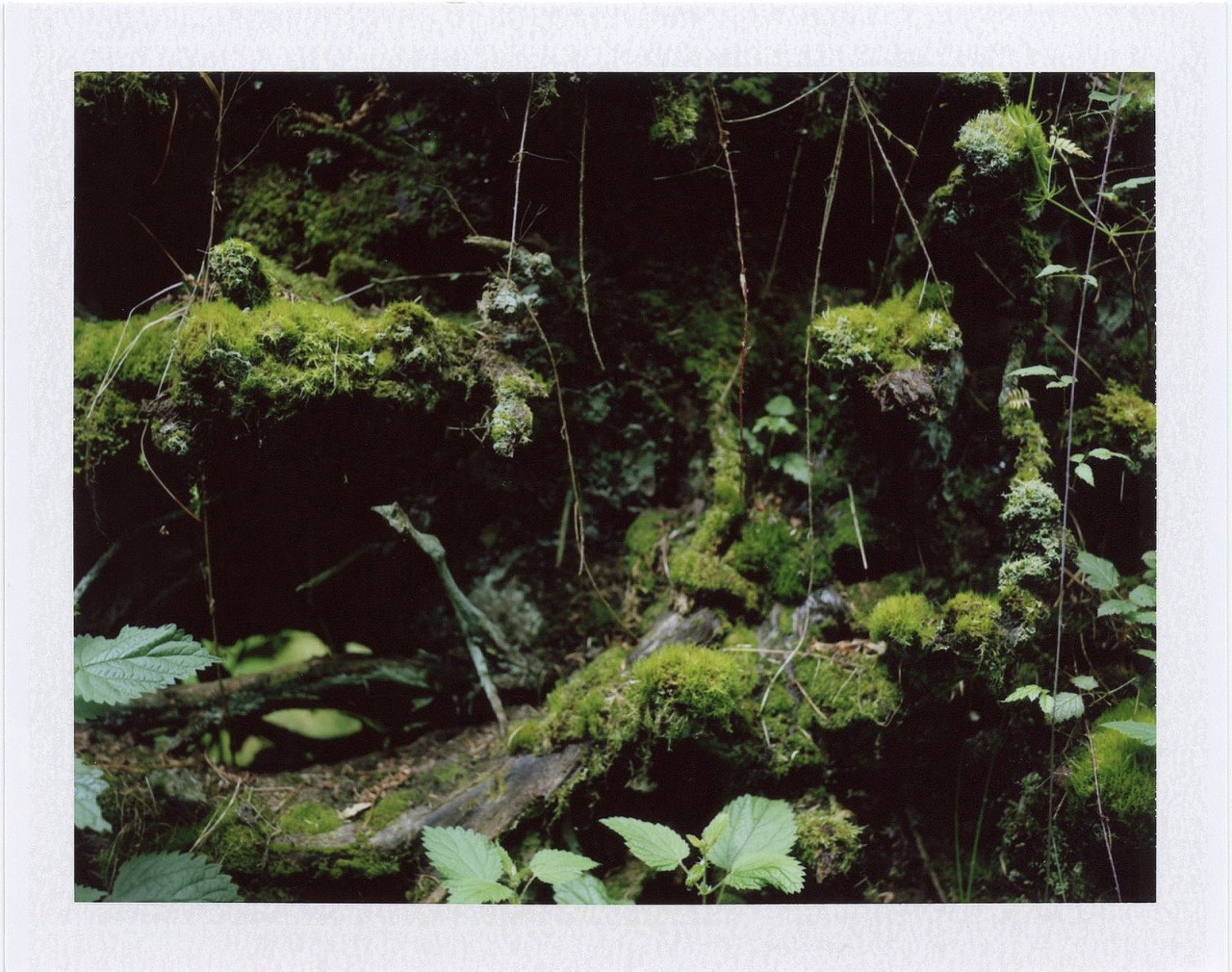 lvndcity:  By Molly | Orangette (2012) Washington, US 