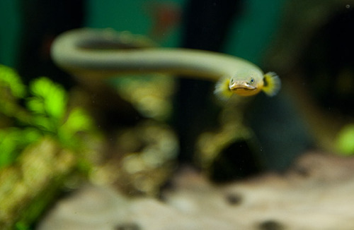 aquaticmag:  astronomy-to-zoology:  Reedfish (Erpetoichthys calabaricus) Also known as the ropefish or snake fish, the reedfish is an ancient species of fish related to bichir native to western Africa. Reefish usually inhabit slow-moving brackish/fresh