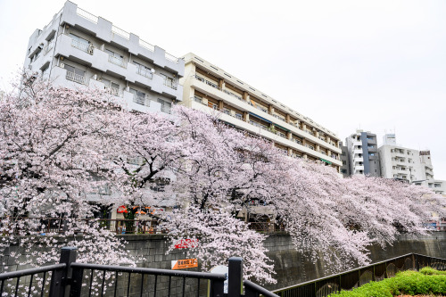 Cherry blossoms along the Meguro River in Tokyo’s Nakameguro neighborhood today. They still ar