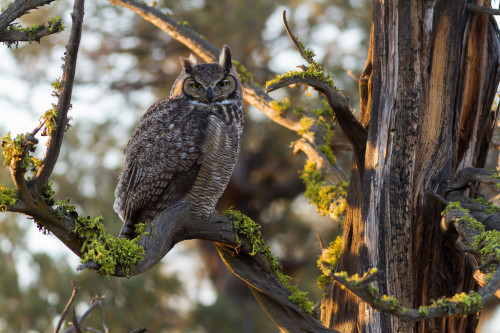 owlsday:  Great Horned Owl by Ken Shults porn pictures
