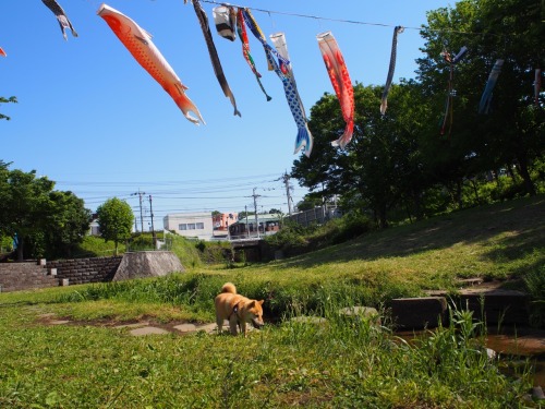 shibainu-komugi: 今日の柴犬の小麦さん #shiba #dog #komugi #柴犬