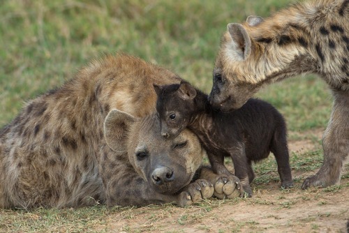 Growing Up: Spotted Hyenas