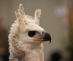 coldwateristasty:  queensimia:  ilikelookingatnakedmen:  coelasquid:  fairy-wren:  crowned eagle (photo)  Okay, THIS is the eagle I was thinking of, thanks everyone!  You just know these images have a brilliant future life as a reaction gif  Ask and ye