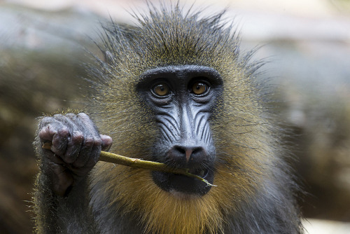 sdzoo:  What is 2-year-old mandrill, JJ, thinking in this photo? Re-blog with your caption.