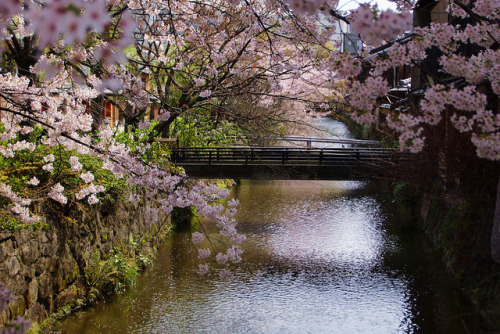 ileftmyheartintokyo:  京都の春(祇園白川） by nobuflickr on Flickr.