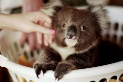 awwww-cute:  Just a baby Koala in a basket