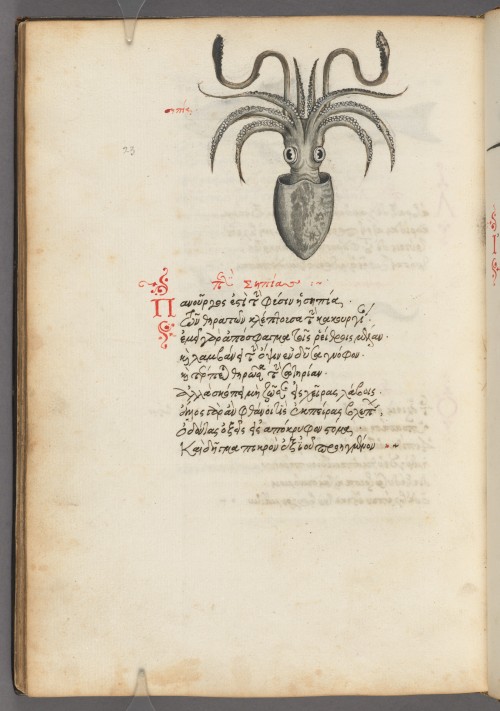 Phile, Manuel, 1275-approximately 1345. Stichoi peri zōōn idiotētos : manuscript, 1565.MS Typ 1222Ho