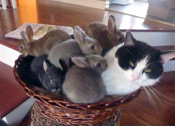 cute-baby-animals:  One of these things is not like the others…One of these things is not the same