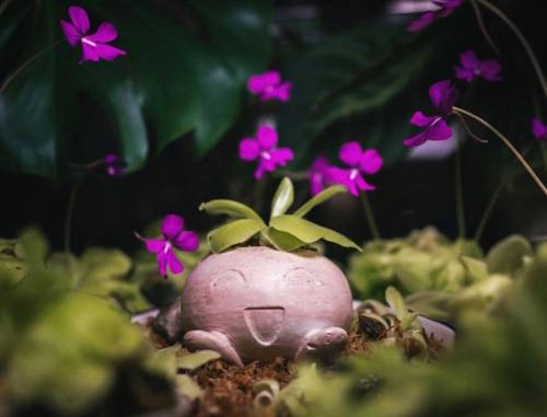 retrogamingblog2:Pokemon Planters made by HomebodyClub