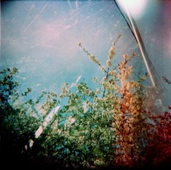 Holga Double Exposure Flowers- cross process&hellip; - I Still Shoot Film on We Heart It. https://weheartit.com/entry/2193851/via/annabec