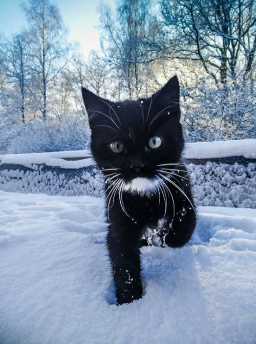 trasemc:Wow I love the snow and Cats 