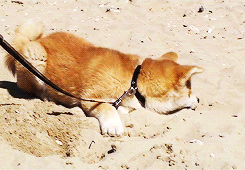 dailyanimals:  [x] 