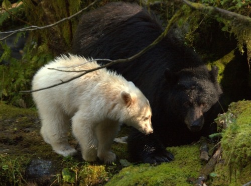 ainawgsd:Spirit Bears The Kermode bear (Ursus americanus kermodei), also known as the “spirit 